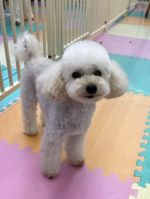 こむぎちゃん🐶
もこちゃんに匂い嗅がれていたり、スタッフの膝の上で休んだりしていました😄
小さい子たちに遊びに誘われていたりもしていました✨️
🐾🐶愛犬のお悩みご相談ください🐶🐾
@kenkohmura_official
↑フォロー待ってます↑
〒955-0091 新潟県三条市上須頃大割428−1
☎︎ 0256-35-2571
✉️ info@kenkohmura.jp
HP: https://kenkohmura.jp
LINE: https://lin.ee/7LIz5sb
#犬幸村#犬の幼稚園 #吠える噛む #犬のしつけ #トイレ
トイプードル トイプードル大好き トイプードル可愛い