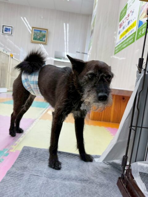 小乃輔ちゃん🐶
今日はチャリーちゃんやペリーちゃんと楽しくおしゃべりをしていました😆
お散歩ではペースを合わせながら上手に歩いてくれました👏
🐾🐶愛犬のお悩みご相談ください🐶🐾
@kenkohmura_official
↑フォロー待ってます↑
〒955-0091 新潟県三条市上須頃大割428−1
☎︎ 0256-35-2571
✉️ info@kenkohmura.jp
HP: https://kenkohmura.jp
LINE: https://lin.ee/7LIz5sb
#犬幸村#犬の幼稚園 #吠える、噛む #犬のしつけ #トイレ
ミックス犬 mix犬 ミックス犬だいすき