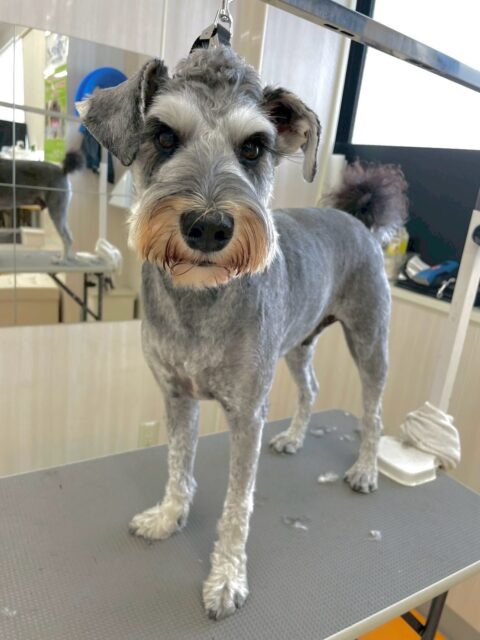 ペリーちゃん🐶
本日歯磨きトレーニングを開始して1年8ヶ月が経ちました
歯の状態は少し黄色くなってきている部分があるので意識をして磨いていきましょう✊
園内では、ヤンチャ組でみんなと走り回ったり、激しめのワンプロを仕掛けあったりして非常に楽しそうに遊べていました👍
🐾🐶愛犬のお悩みご相談ください🐶🐾
@kenkohmura_official
↑フォロー待ってます↑
〒955-0091 新潟県三条市上須頃大割428−1
☎︎ 0256-35-2571
✉️ info@kenkohmura.jp
HP: https://kenkohmura.jp
LINE: https://lin.ee/7LIz5sb
#犬幸村#犬の幼稚園 #吠える、噛む #犬のしつけ #トイレ
シュナウザーシュナウザー可愛いシュナウザー大好きシュナウザー倶楽部