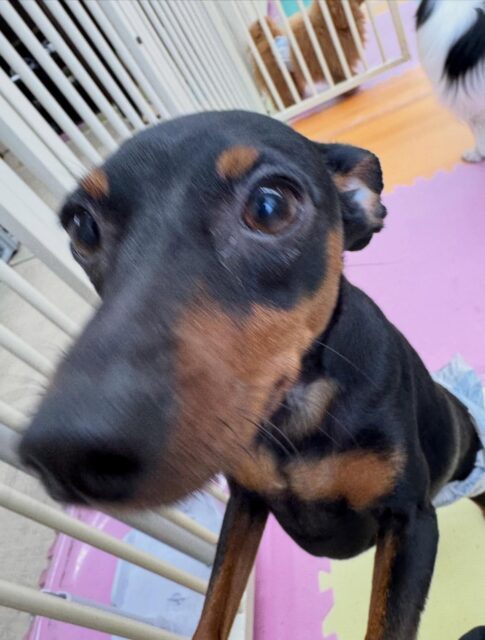 ちょこたんちゃん🐶
本日歯磨きトレーニングを開始して1年10ヶ月が経ちました
歯の状態極めて良好のためこのまま頑張って継続していきましょう✊
園内では、ププちゃんやすけちゃん、ぽん太達と走り回ったり、ワンプロを仕掛けあったりして楽しんでいました👍
🐾🐶愛犬のお悩みご相談ください🐶🐾
@kenkohmura_official
↑フォロー待ってます↑
〒955-0091 新潟県三条市上須頃大割428−1
☎︎ 0256-35-2571
✉️ info@kenkohmura.jp
HP: https://kenkohmura.jp
LINE: https://lin.ee/7LIz5sb
#犬幸村#犬の幼稚園 #吠える、噛む #犬のしつけ #トイレ
ミニピンミニピン可愛いミニピン倶楽部ミニピン可愛いすぎる