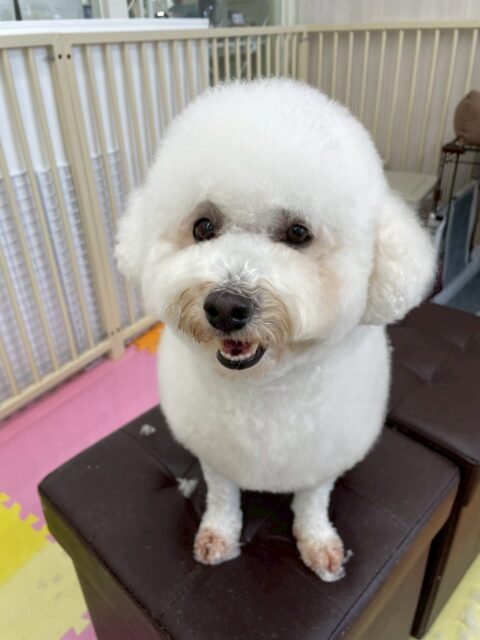 よもぎちゃん🐶
本日は可愛い可愛い両目ウインク😉可愛いすぎます😍
園内では、お母さんが帰って悲しそうな声を出していましたが、すぐにやん丸に挨拶をしに行ったり、いろんな子達の匂いを嗅ぎに行ったりしていました👍
🐾🐶愛犬のお悩みご相談ください🐶🐾
@kenkohmura_official
↑フォロー待ってます↑
〒955-0091 新潟県三条市上須頃大割428−1
☎︎ 0256-35-2571
✉️ info@kenkohmura.jp
HP: https://kenkohmura.jp
LINE: https://lin.ee/7LIz5sb
#犬幸村#犬の幼稚園 #吠える、噛む #犬のしつけ #トイレ
ミックスミックス犬ミックス犬可愛いミックス犬大好きミックス犬倶楽部