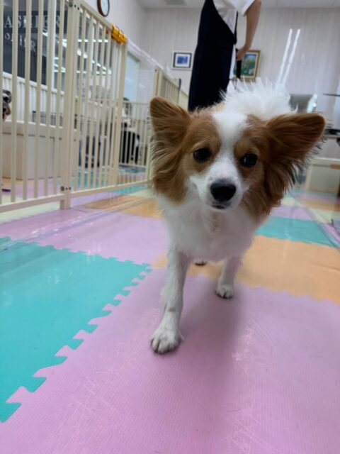 マロンちゃん🐶
本日はリラちゃんやぽん太達とワンプロを仕掛けあったり、みんなで遊び回ったり、みんなで匂いを嗅ぎ合って挨拶をして過ごしていました👍
🐾🐶愛犬のお悩みご相談ください🐶🐾
@kenkohmura_official
↑フォロー待ってます↑
〒955-0091 新潟県三条市上須頃大割428−1
☎︎ 0256-35-2571
✉️ info@kenkohmura.jp
HP: https://kenkohmura.jp
LINE: https://lin.ee/7LIz5sb
#犬幸村#犬の幼稚園 #吠える、噛む #犬のしつけ #トイレ
パピヨンパピヨン可愛いパピヨン大好きパピヨン倶楽部