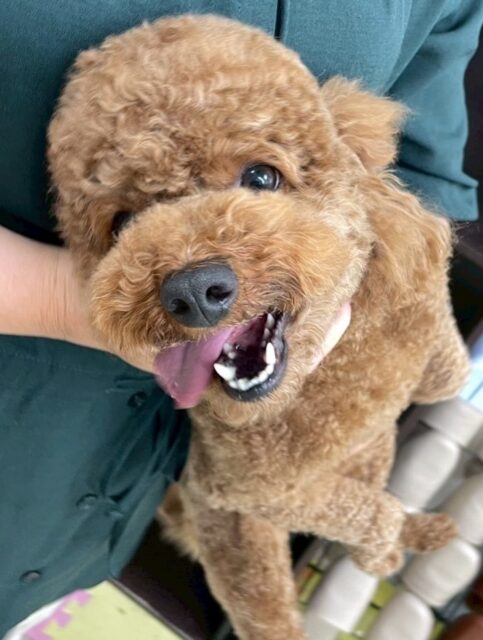 モコちゃん🐶
ニコペットにチワワちゃんやコジロウちゃんを追いかけていました😊
お手入れやカット頑張っていました✂️
🐾🐶愛犬のお悩みご相談ください🐶🐾
@kenkohmura_official
↑フォロー待ってます↑
〒955-0091 新潟県三条市上須頃大割428−1
☎︎ 0256-35-2571
✉️ info@kenkohmura.jp
HP: https://kenkohmura.jp
LINE: https://lin.ee/7LIz5sb
#犬幸村#犬の幼稚園 #吠える噛む #犬のしつけ #トイレ
トイプードル トイプードル可愛い トイプードル大好き