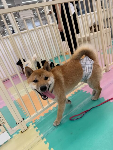 チャリーちゃん🐶
本日はすけちゃんや、ちょこたんちゃん、ペリーちゃん達と走り回ったり、みんなで激しいお話合いや、ワンプロを楽しんでいました👍
🐾🐶愛犬のお悩みご相談ください🐶🐾
@kenkohmura_official
↑フォロー待ってます↑
〒955-0091 新潟県三条市上須頃大割428−1
☎︎ 0256-35-2571
✉️ info@kenkohmura.jp
HP: https://kenkohmura.jp
LINE: https://lin.ee/7LIz5sb
#犬幸村#犬の幼稚園 #吠える、噛む #犬のしつけ #トイレ
柴犬柴犬可愛い柴犬大好き柴犬倶楽部柴犬可愛い柴犬可愛いすぎる