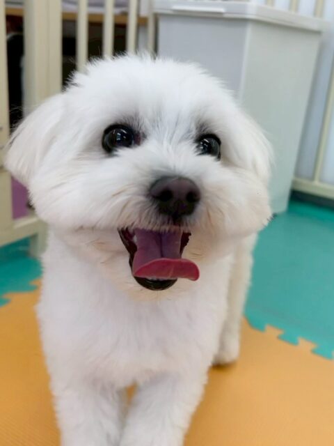 ポコちゃん🐶
ニコペットにいるチワワちゃんや大好きなププちゃんと楽しそうに遊んでいました✨️
⁡
歯磨きトレーニング開始して1年10ヶ月経過しました🦷🪥✨
歯の白さキープできてるのでこれからも頑張りましょう！
🐾🐶愛犬のお悩みご相談ください🐶🐾
@kenkohmura_official
 ↑フォロー待ってます↑

〒955-0091 新潟県三条市上須頃大割４２８−１
☎︎ 0256-35-2571
✉️ info@kenkohmura.jp
HP: https://kenkohmura.jp
LINE: https://lin.ee/7LIz5sb

#犬幸村#犬の幼稚園 #吠える噛む #犬のしつけ #トイレ
 ミックス犬 ミックス犬可愛い ミックス犬大好き
