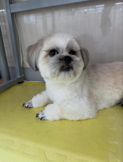 ゆずちゃん🐶
本日は朝から神威ちゃんやまるちゃん達と走り回ったり、みんなでワンプロを楽しんだりして過ごしていました🤭
遊びすぎてカット中はいつも以上に大人しくカットさせてくれました🤣

🐾🐶愛犬のお悩みご相談ください🐶🐾
@kenkohmura_official
 ↑フォロー待ってます↑

〒955-0091 新潟県三条市上須頃大割４２８−１
☎︎ 0256-35-2571
✉️ info@kenkohmura.jp
HP: https://kenkohmura.jp
LINE: https://lin.ee/7LIz5sb

#犬幸村#犬の幼稚園 #吠える、噛む #犬のしつけ #トイレ
ミックスミックス犬ミックス犬可愛いミックス犬大好きミックス犬倶楽部