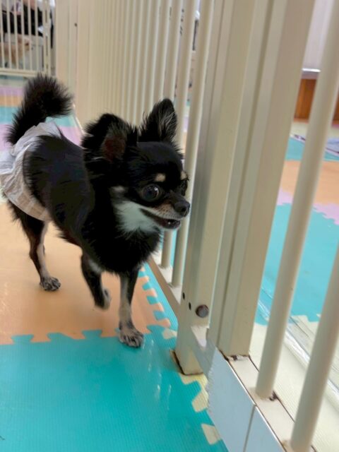 ひなたちゃん🐶
本日は神威ちゃんやププちゃん、大好きなベン達と歩き回ったり、挨拶をしたり、匂いを嗅ぎ合ったりしてコミュニケーションをとっていました👍
🐾🐶愛犬のお悩みご相談ください🐶🐾
@kenkohmura_official
↑フォロー待ってます↑
〒955-0091 新潟県三条市上須頃大割428−1
☎︎ 0256-35-2571
✉️ info@kenkohmura.jp
HP: https://kenkohmura.jp
LINE: https://lin.ee/7LIz5sb
#犬幸村#犬の幼稚園 #吠える、噛む #犬のしつけ #トイレ
チワワチワワ可愛いチワワ大好きチワワ倶楽部チワワ可愛いすぎる
