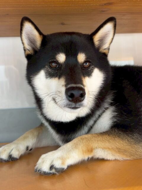 北斗ちゃん🐶
つむぎちゃんとおしゃべりしたり、寅丸ちゃんと一緒にスタッフにヒップアタックしていました😊
服の練習も上手にできていました👏
🐾🐶愛犬のお悩みご相談ください🐶🐾
@kenkohmura_official
 ↑フォロー待ってます↑

〒955-0091 新潟県三条市上須頃大割４２８−１
☎︎ 0256-35-2571
✉️ info@kenkohmura.jp
HP: https://kenkohmura.jp
LINE: https://lin.ee/7LIz5sb

#犬幸村#犬の幼稚園 #吠える噛む #犬のしつけ #トイレ
 黒柴 黒柴可愛い 黒柴大好き