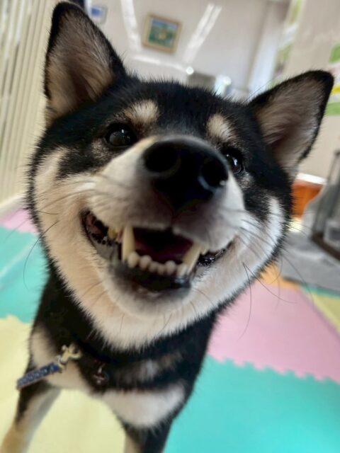 つむぎちゃん🐶
ニコペットにいるチワワちゃんが好きみたいで走ったりしていました✨️
初めて会う寅丸ちゃんと挨拶できていました！
🐾🐶愛犬のお悩みご相談ください🐶🐾
@kenkohmura_official
 ↑フォロー待ってます↑

〒955-0091 新潟県三条市上須頃大割４２８−１
☎︎ 0256-35-2571
✉️ info@kenkohmura.jp
HP: https://kenkohmura.jp
LINE: https://lin.ee/7LIz5sb

#犬幸村#犬の幼稚園 #吠える噛む #犬のしつけ #トイレ
 黒柴 黒柴大好き 黒柴可愛い