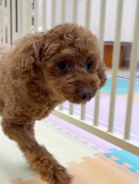 もこちゃん🐶
コジロウちゃんの匂い嗅いだり、こむぎちゃんと挨拶していました😄
スタッフに撫でて〜と甘えたりもしていました🙌
🐾🐶愛犬のお悩みご相談ください🐶🐾
@kenkohmura_official
 ↑フォロー待ってます↑

〒955-0091 新潟県三条市上須頃大割４２８−１
☎︎ 0256-35-2571
✉️ info@kenkohmura.jp
HP: https://kenkohmura.jp
LINE: https://lin.ee/7LIz5sb

#犬幸村#犬の幼稚園 #吠える噛む #犬のしつけ #トイレ
 トイプードル トイプードル可愛い トイプードル大好き