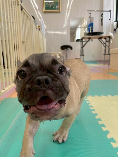 まるちゃん🐶
本日は朝からのりまきちゃんや、ププちゃん、神威ちゃん達と走り回ったり、激しいワンプロを仕掛けあったりして結局1日中遊び回っていました🤣
🐾🐶愛犬のお悩みご相談ください🐶🐾
@kenkohmura_official
↑フォロー待ってます↑
〒955-0091 新潟県三条市上須頃大割428−1
☎︎ 0256-35-2571
✉️ info@kenkohmura.jp
HP: https://kenkohmura.jp
LINE: https://lin.ee/7LIz5sb
#犬幸村#犬の幼稚園 #吠える、噛む #犬のしつけ #トイレ
フレブルフレブル可愛いフレブル大好きフレブル倶楽部フレブル可愛いすぎる