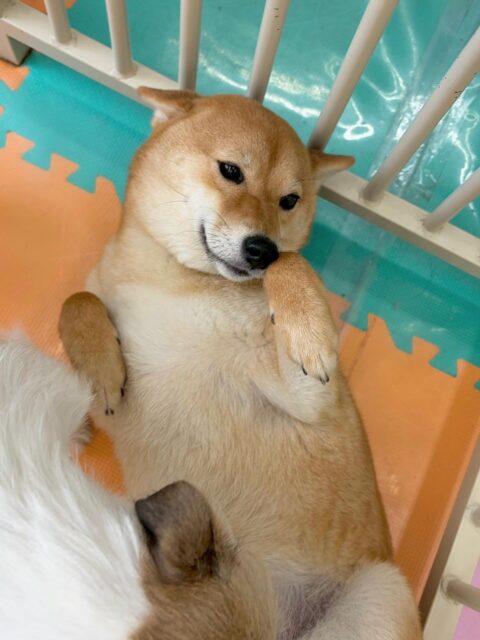 のりまきちゃん🐶
本日はまるちゃんや神威ちゃん、ゆずちゃん達と走り回ったり、みんなで激しいワンプロを仕掛けあったりして楽しそうに過ごしていました👍
🐾🐶愛犬のお悩みご相談ください🐶🐾
@kenkohmura_official
↑フォロー待ってます↑
〒955-0091 新潟県三条市上須頃大割428−1
☎︎ 0256-35-2571
✉️ info@kenkohmura.jp
HP: https://kenkohmura.jp
LINE: https://lin.ee/7LIz5sb
#犬幸村#犬の幼稚園 #吠える、噛む #犬のしつけ #トイレ
柴犬柴犬可愛い柴犬大好き柴犬倶楽部柴犬可愛いすぎる