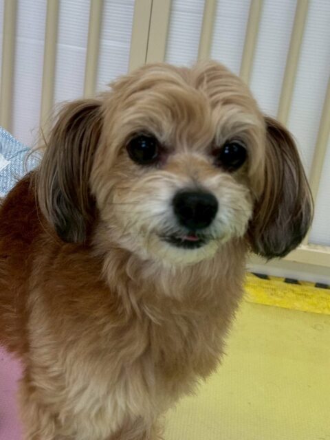 コジロウちゃん🐶
スタッフに触って〜とあまえたり、もこちゃんと挨拶していました😊
お散歩トレーニングではニコペットスタッフさんに撫でてもらっていました🙌
🐾🐶愛犬のお悩みご相談ください🐶🐾
@kenkohmura_official
 ↑フォロー待ってます↑

〒955-0091 新潟県三条市上須頃大割４２８−１
☎︎ 0256-35-2571
✉️ info@kenkohmura.jp
HP: https://kenkohmura.jp
LINE: https://lin.ee/7LIz5sb

#犬幸村#犬の幼稚園 #吠える噛む #犬のしつけ #トイレ
 ミックス犬 ミックス犬可愛い ミックス犬大好き