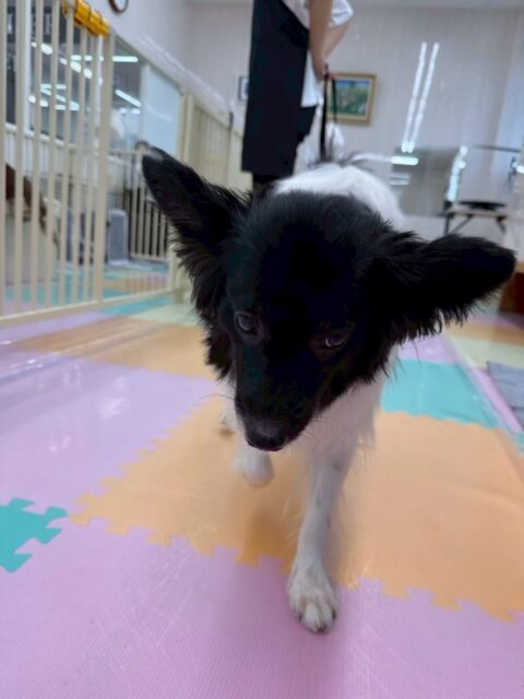 リラちゃん🐶
本日園内では大好きなマロンちゃんとぽん太とまったり落ち着きながら過ごしていました👍
他にもスタッフと激しい手遊びをしたり、マロンちゃんにかまって攻撃をしたりして過ごしていました🤭
🐾🐶愛犬のお悩みご相談ください🐶🐾
@kenkohmura_official
↑フォロー待ってます↑
〒955-0091 新潟県三条市上須頃大割428−1
☎︎ 0256-35-2571
✉️ info@kenkohmura.jp
HP: https://kenkohmura.jp
LINE: https://lin.ee/7LIz5sb
#犬幸村#犬の幼稚園 #吠える、噛む #犬のしつけ #トイレ
ミックスミックス犬ミックス犬可愛いミックス犬大好きミックス犬倶楽部