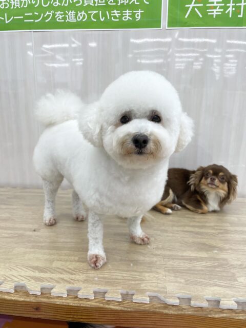 よもぎちゃん🐶
今日はぽん太ちゃんと挨拶をしたり、マルちゃんに遊びに誘われたりしていました😆
エネルギッシュなマルちゃんに戸惑っているよもちゃん、可愛かったです💗
🐾🐶愛犬のお悩みご相談ください🐶🐾
@kenkohmura_official
↑フォロー待ってます↑
〒955-0091 新潟県三条市上須頃大割428−1
☎︎ 0256-35-2571
✉️ info@kenkohmura.jp
HP: https://kenkohmura.jp
LINE: https://lin.ee/7LIz5sb
#犬幸村#犬の幼稚園 #吠える、噛む #犬のしつけ #トイレ
ミックス犬 mix犬 ミックス犬だいすき