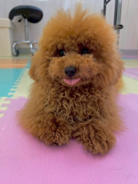ププちゃん🐶
本日もニコペットのちびっ子達やぽん太と仲良く激しく、遊び回っていました🤭
スタッフにも甘えん坊さんで可愛いププちゃんでした😍

🐾🐶愛犬のお悩みご相談ください🐶🐾
@kenkohmura_official
 ↑フォロー待ってます↑

〒955-0091 新潟県三条市上須頃大割４２８−１
☎︎ 0256-35-2571
✉️ info@kenkohmura.jp
HP: https://kenkohmura.jp
LINE: https://lin.ee/7LIz5sb

#犬幸村#犬の幼稚園 #吠える、噛む #犬のしつけ #トイレ
トイプートイプー可愛いトイプー可愛いすぎるトイプー倶楽部
