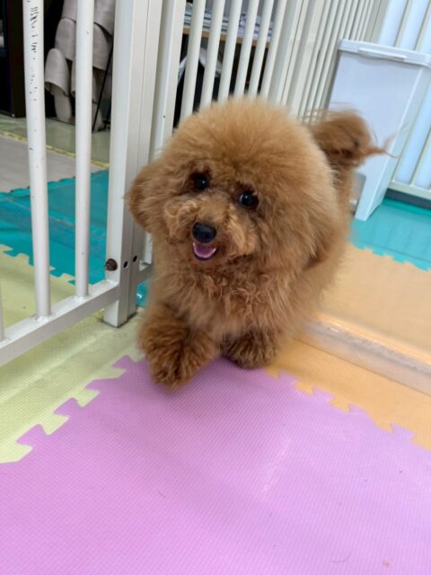 ププちゃん🐶
本日はまるちゃんと1日中激しめなワンプロをずーっとしていて、たまに幼稚園体験の子達や神威ちゃんやゆずちゃん達も入れて走り回ったりして遊んでいました🤭

🐾🐶愛犬のお悩みご相談ください🐶🐾
@kenkohmura_official
 ↑フォロー待ってます↑

〒955-0091 新潟県三条市上須頃大割４２８−１
☎︎ 0256-35-2571
✉️ info@kenkohmura.jp
HP: https://kenkohmura.jp
LINE: https://lin.ee/7LIz5sb

#犬幸村#犬の幼稚園 #吠える、噛む #犬のしつけ #トイレ
トイプートイプー可愛いトイプー大好きトイプー倶楽部トイプー可愛いすぎる