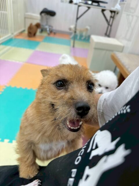 本日の鶴丸🐶
本日はスタッフはが、別の子達を撫でたりしていると必ず入ってきて1番良いポジションを取っていたり、つむぎちゃんやコタローちゃん達と激しいお話し合いをしたり、走り回ったりして過ごしていました👍

🐾🐶愛犬のお悩みご相談ください🐶🐾
@kenkohmura_official
 ↑フォロー待ってます↑

〒955-0091 新潟県三条市上須頃大割４２８−１
☎︎ 0256-35-2571
✉️ info@kenkohmura.jp
HP: https://kenkohmura.jp
LINE: https://lin.ee/7LIz5sb

#犬幸村#犬の幼稚園 #吠える、噛む #犬のしつけ #トイレ
ノーリッチテリアノーリッチテリア可愛いノーリッチテリア倶楽部ノーリッチテリア大好き