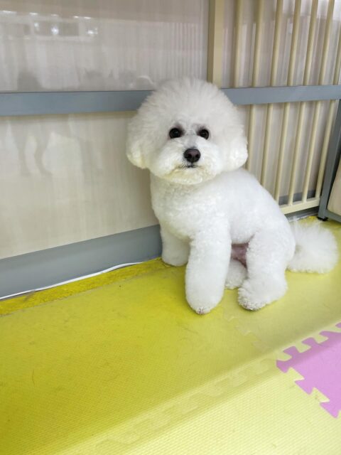 ピピちゃん🐶
今日は園内を探検したり、スタッフに甘えたりしていました🥰
すけちゃんに遊ぼうよー!とアタックされていましたが乗り気ではなかったようです😆
🐾🐶愛犬のお悩みご相談ください🐶🐾
@kenkohmura_official
↑フォロー待ってます↑
〒955-0091 新潟県三条市上須頃大割428−1
☎︎ 0256-35-2571
✉️ info@kenkohmura.jp
HP: https://kenkohmura.jp
LINE: https://lin.ee/7LIz5sb
#犬幸村#犬の幼稚園 #吠える、噛む #犬のしつけ #トイレ
ビションフリーゼ ビション ビションだいすき