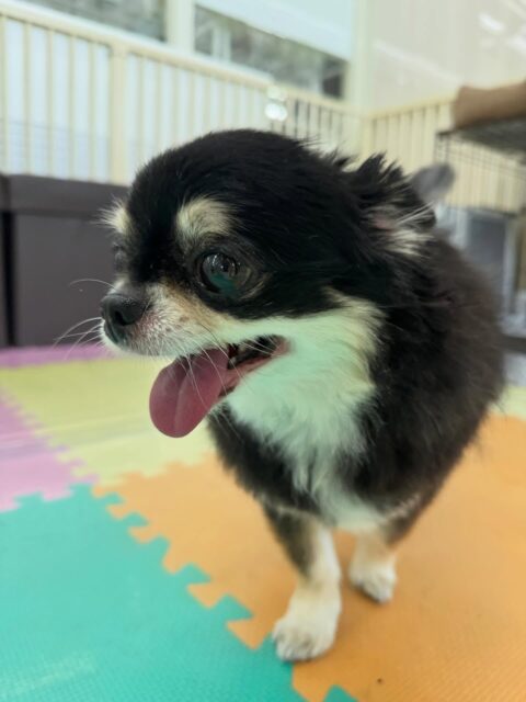 こまめちゃん🐶
本日はスタッフにたくさん撫でて〜と可愛くアピールをしてくれて、撫でて途中でやめるともっと！もっと！と体を近づけてくれました😍

🐾🐶愛犬のお悩みご相談ください🐶🐾
@kenkohmura_official
 ↑フォロー待ってます↑

〒955-0091 新潟県三条市上須頃大割４２８−１
☎︎ 0256-35-2571
✉️ info@kenkohmura.jp
HP: https://kenkohmura.jp
LINE: https://lin.ee/7LIz5sb

#犬幸村#犬の幼稚園 #吠える、噛む #犬のしつけ #トイレ
チワワチワワ可愛いチワワ大好きチワワ倶楽部チワワ可愛いすぎる