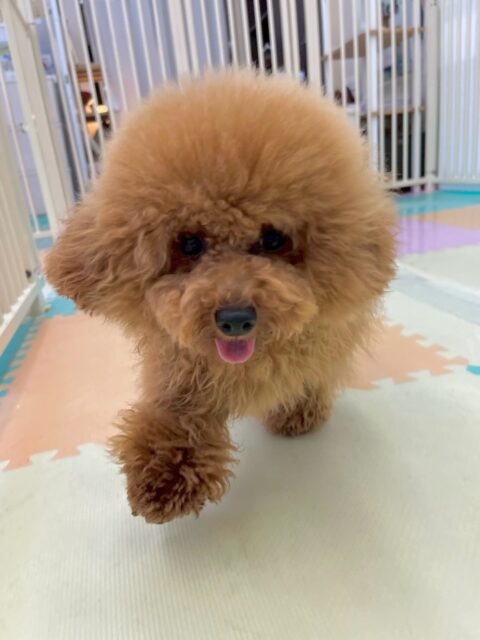 ププちゃん🐶
本日は大好きなはなちゃんが久しぶりに来園してすごく嬉しそうに後ろを追いかけたり、一緒にワンプロを仕掛けあったりして楽しんでいました👍

🐾🐶愛犬のお悩みご相談ください🐶🐾
@kenkohmura_official
 ↑フォロー待ってます↑

〒955-0091 新潟県三条市上須頃大割４２８−１
☎︎ 0256-35-2571
✉️ info@kenkohmura.jp
HP: https://kenkohmura.jp
LINE: https://lin.ee/7LIz5sb

#犬幸村#犬の幼稚園 #吠える、噛む #犬のしつけ #トイレ
トイプートイプー可愛いトイプー可愛いすぎるトイプー倶楽部