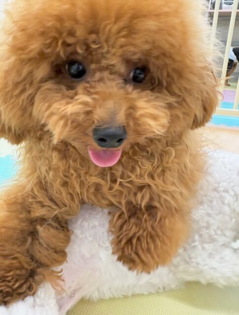 ププちゃん🐶
本日もモカちゃん、きりまるちゃん、ぽん太達と走り回ったり、みんなでワンプロを仕掛けあったりして楽しんでいました👍
🐾🐶愛犬のお悩みご相談ください🐶🐾
@kenkohmura_official
↑フォロー待ってます↑
〒955-0091 新潟県三条市上須頃大割428−1
☎︎ 0256-35-2571
✉️ info@kenkohmura.jp
HP: https://kenkohmura.jp
LINE: https://lin.ee/7LIz5sb
#犬幸村#犬の幼稚園 #吠える、噛む #犬のしつけ #トイレ
トイプートイプー可愛いトイプー大好きトイプー倶楽部