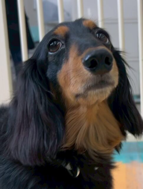 クッキーちゃん🐶
本日は朝からテンションが高く走ったり、ニコペットのちびっ子達と匂いを嗅ぎ合ったりして過ごしていました👍

お散歩トレーニングも走ったり、早足でついてきたりしくれて可愛いすぎました😍

🐾🐶愛犬のお悩みご相談ください🐶🐾
@kenkohmura_official
 ↑フォロー待ってます↑

〒955-0091 新潟県三条市上須頃大割４２８−１
☎︎ 0256-35-2571
✉️ info@kenkohmura.jp
HP: https://kenkohmura.jp
LINE: https://lin.ee/7LIz5sb

#犬幸村#犬の幼稚園 #吠える、噛む #犬のしつけ #トイレ
ダックスダックス可愛いダックス倶楽部ダックス可愛いすぎる