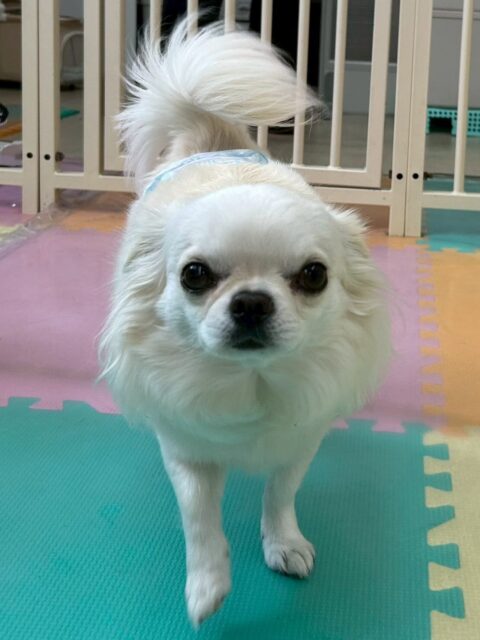 ビビちゃん🐶
本日歯磨きトレーニングを開始して1年9ヶ月が経ちました
歯の状態はかなり良くキープできているのでこのまま継続を意識して頑張りましょう✊
園内では、きりまるちゃんやまろちゃん達とスタッフの手遊びに夢中で遊んでくれて可愛いすぎるチームチワワちゃん達でした😍
🐾🐶愛犬のお悩みご相談ください🐶🐾
@kenkohmura_official
↑フォロー待ってます↑
〒955-0091 新潟県三条市上須頃大割428−1
☎︎ 0256-35-2571
✉️ info@kenkohmura.jp
HP: https://kenkohmura.jp
LINE: https://lin.ee/7LIz5sb
#犬幸村#犬の幼稚園 #吠える、噛む #犬のしつけ #トイレ
チワワチワワ可愛いチワワ倶楽部チワワ可愛いすぎる