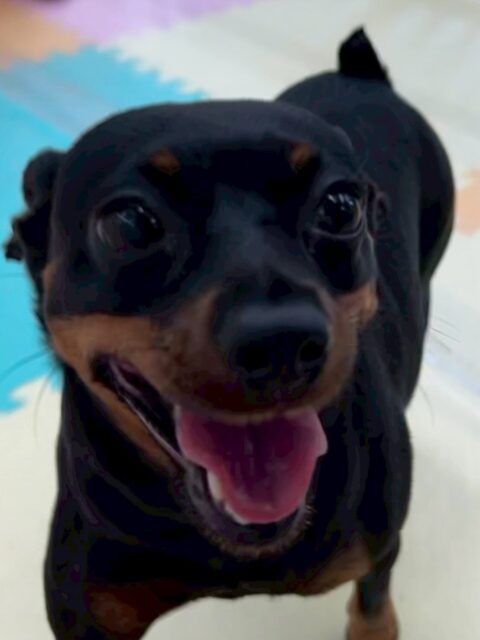 クールちゃん&カノアちゃん🐶
本日歯磨きトレーニングを開始して1年11ヶ月が経ちました
歯の状態もほとんど変化なく、上手にキープできてるのでこのまま継続を意識て行いましょう✊
園内でクールちゃんは上手にみんな匂いを嗅いだり、遊びに誘い合ったりしてコミュニケーションをとったりしていました🤭
カノアちゃんはマルちゃんやきりまるちゃん達に遊びを誘われたりしてしつこいよ‼️と切れたりしていました🤣
🐾🐶愛犬のお悩みご相談ください🐶🐾
@kenkohmura_official
↑フォロー待ってます↑
〒955-0091 新潟県三条市上須頃大割428−1
☎︎ 0256-35-2571
✉️ info@kenkohmura.jp
HP: https://kenkohmura.jp
LINE: https://lin.ee/7LIz5sb
#犬幸村#犬の幼稚園 #吠える、噛む #犬のしつけ #トイレ
ミニピンミニピン可愛いミックスミックス犬