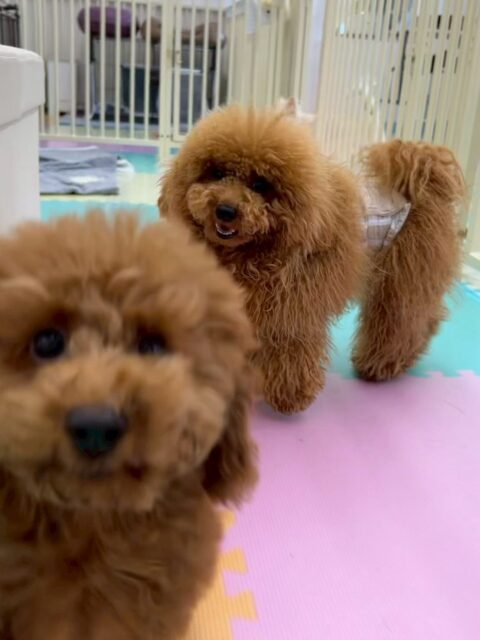 ププちゃん🐶
本日はスタッフに構ってアピールやきりまるちゃんやマルちゃん、ニコペットのちびっ子達とワンプロを仕掛けあったりして楽しんでいました🤭

🐾🐶愛犬のお悩みご相談ください🐶🐾
@kenkohmura_official
 ↑フォロー待ってます↑

〒955-0091 新潟県三条市上須頃大割４２８−１
☎︎ 0256-35-2571
✉️ info@kenkohmura.jp
HP: https://kenkohmura.jp
LINE: https://lin.ee/7LIz5sb

#犬幸村#犬の幼稚園 #吠える、噛む #犬のしつけ #トイレ
トイプートイプー可愛いトイプー倶楽部トイプー可愛いすぎるトイプー大好き