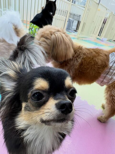 きりまるちゃん＆まろちゃん🐶
きりまるちゃんは朝からかなりヤンチャでみんなと走り回ったり、ワンプロを仕掛けあったりして過ごしていました🤭

まろちゃんはビビちゃんやむくちゃん、コジロウちゃん達と楽しそうにスタッフの手遊びや追いかけっこなどをして楽しんでいました👍

🐾🐶愛犬のお悩みご相談ください🐶🐾
@kenkohmura_official
 ↑フォロー待ってます↑

〒955-0091 新潟県三条市上須頃大割４２８−１
☎︎ 0256-35-2571
✉️ info@kenkohmura.jp
HP: https://kenkohmura.jp
LINE: https://lin.ee/7LIz5sb

#犬幸村#犬の幼稚園 #吠える、噛む #犬のしつけ #トイレ
チワワチワワ可愛いチワワ倶楽部チワワ可愛いすぎる