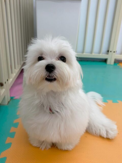 本日幼稚園体験に2頭きてくれました🐶
1頭目の子はかなりみんなとコミュニケーションが取れていて、犬、人、共にかなりフレンドリーに接していたので次来た時にはお友達ができそうな感じでした👍

2頭目の子は、周りをかなり警戒したり、みんなの動きを見たりして最初はあまり動き回れませんでしたが、だんだん慣れてきたのか園内を歩き回れるようになったのでよかったです👏

🐾🐶愛犬のお悩みご相談ください🐶🐾
@kenkohmura_official
 ↑フォロー待ってます↑

〒955-0091 新潟県三条市上須頃大割４２８−１
☎︎ 0256-35-2571
✉️ info@kenkohmura.jp
HP: https://kenkohmura.jp
LINE: https://lin.ee/7LIz5sb

#犬幸村#犬の幼稚園 #吠える、噛む #犬のしつけ #トイレ
マルチーズマルチーズ可愛いミックスミックス犬可愛い