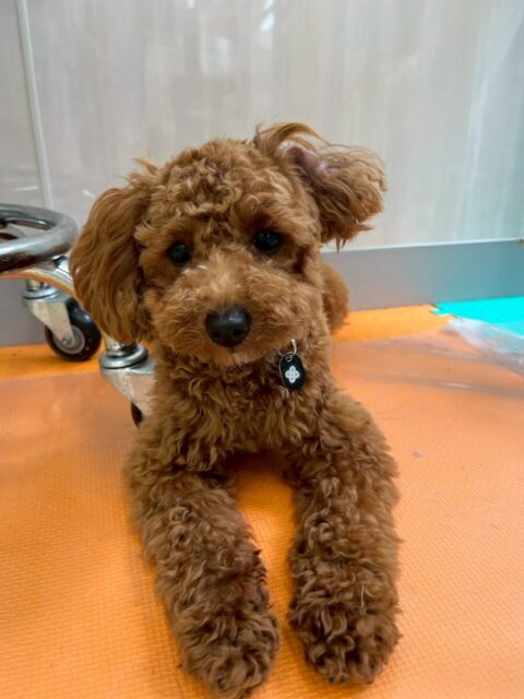 モカちゃん🐶
本日もププちゃんやぽん太達と走り回ったり、ワンプロをしたりして、非常に楽しそうに過ごしていました🤭

他にもニコペットのちびっ子達とスタッフの膝の上を取り合ったりもしていて本日も可愛いモカちゃんでした😍

🐾🐶愛犬のお悩みご相談ください🐶🐾
@kenkohmura_official
 ↑フォロー待ってます↑

〒955-0091 新潟県三条市上須頃大割４２８−１
☎︎ 0256-35-2571
✉️ info@kenkohmura.jp
HP: https://kenkohmura.jp
LINE: https://lin.ee/7LIz5sb

#犬幸村#犬の幼稚園 #吠える、噛む #犬のしつけ #トイレ
トイプートイプー可愛いトイプー可愛いすぎるトイプー倶楽部