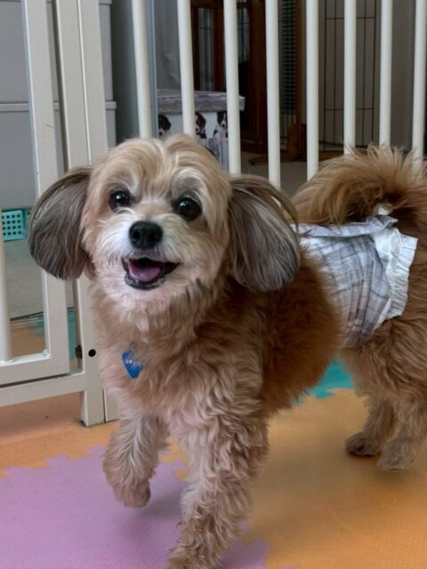 コジロウちゃん🐶
本日はいろんな子達に匂いを嗅がれたり、遊びに誘われたりして最初は緊張していましたが、だんだんと自分から匂いを嗅いだり、挨拶ができるようになってきたので非常によかったです👍

🐾🐶愛犬のお悩みご相談ください🐶🐾
@kenkohmura_official
 ↑フォロー待ってます↑

〒955-0091 新潟県三条市上須頃大割４２８−１
☎︎ 0256-35-2571
✉️ info@kenkohmura.jp
HP: https://kenkohmura.jp
LINE: https://lin.ee/7LIz5sb

#犬幸村#犬の幼稚園 #吠える、噛む #犬のしつけ #トイレ
ミックスミックス犬ミックス犬倶楽部ミックス犬大好きミックス犬可愛いすぎる