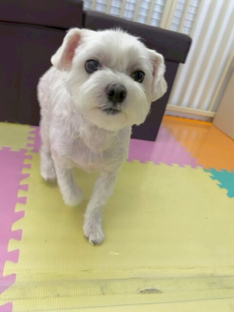 むぎちゃん🐶
本日も上手にカットやシャンプー、お手入れなどやらせてくれました👍

園内では、まるちゃんや幼稚園体験の子達にしつこくされて少しびっくりしていましたが、そのあとはきちんと挨拶をしたり、匂いを嗅いだりもできていてよかったです👏

🐾🐶愛犬のお悩みご相談ください🐶🐾
@kenkohmura_official
 ↑フォロー待ってます↑

〒955-0091 新潟県三条市上須頃大割４２８−１
☎︎ 0256-35-2571
✉️ info@kenkohmura.jp
HP: https://kenkohmura.jp
LINE: https://lin.ee/7LIz5sb

#犬幸村#犬の幼稚園 #吠える、噛む #犬のしつけ #トイレ
マルチーズマルチーズ可愛いマルチーズ大好きマルチーズ倶楽部