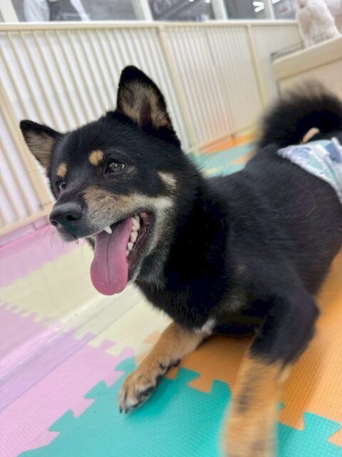 コタローちゃん🐶
本日はつむぎちゃんや、ププちゃん、ぽん太達と走り回ったりして非常に楽しそうに激しく過ごしていました🤭

1日中走り回ったり、ワンプロを仕掛けあったりして少しも疲れない体力無限のコタローちゃんでした♾️

🐾🐶愛犬のお悩みご相談ください🐶🐾
@kenkohmura_official
 ↑フォロー待ってます↑

〒955-0091 新潟県三条市上須頃大割４２８−１
☎︎ 0256-35-2571
✉️ info@kenkohmura.jp
HP: https://kenkohmura.jp
LINE: https://lin.ee/7LIz5sb

#犬幸村#犬の幼稚園 #吠える、噛む #犬のしつけ #トイレ
柴犬柴犬可愛い柴犬大好き柴犬倶楽部柴犬可愛いすぎる