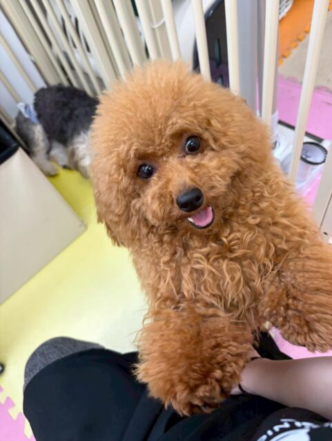 ププちゃん🐶
本日も仲良しのモカちゃん、ポコちゃん、ぽん太達と激しいワンプロを仕掛けあったり、みんなで走り回ったりしてはしゃいでいました😆

🐾🐶愛犬のお悩みご相談ください🐶🐾
@kenkohmura_official
 ↑フォロー待ってます↑

〒955-0091 新潟県三条市上須頃大割４２８−１
☎︎ 0256-35-2571
✉️ info@kenkohmura.jp
HP: https://kenkohmura.jp
LINE: https://lin.ee/7LIz5sb

#犬幸村#犬の幼稚園 #吠える、噛む #犬のしつけ #トイレ
トイプートイプー可愛いトイプー大好きトイプー倶楽部トイプー可愛いすぎる