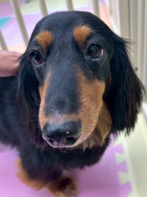 クッキーちゃん🐶
ニコペットにいる子達に遊びに誘われていたり、スタッフに名前呼ばれるとお腹出したりしていました😁
🐾🐶愛犬のお悩みご相談ください🐶🐾
@kenkohmura_official
↑フォロー待ってます↑
〒955-0091 新潟県三条市上須頃大割428−1
☎︎ 0256-35-2571
✉️ info@kenkohmura.jp
HP: https://kenkohmura.jp
LINE: https://lin.ee/7LIz5sb
#犬幸村#犬の幼稚園 #吠える噛む #犬のしつけ #トイレ
ミニチュアダックスフンド ミニチュアダックスフンド可愛い ミニチュアダックスフンド大好き