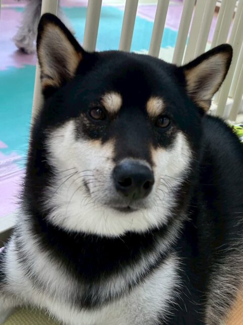 北斗ちゃん🐶
本日も服の着脱練習落ち着いて頑張ってくれました👍
だんだん表情も強張らなくなってきています👏

園内ではマルちゃんやきりまるちゃん達にちょっかいを出されてノリノリな北斗ちゃんは一緒に遊んだり、駆け引きを楽しんだりしていました👍

🐾🐶愛犬のお悩みご相談ください🐶🐾
@kenkohmura_official
 ↑フォロー待ってます↑

〒955-0091 新潟県三条市上須頃大割４２８−１
☎︎ 0256-35-2571
✉️ info@kenkohmura.jp
HP: https://kenkohmura.jp
LINE: https://lin.ee/7LIz5sb

#犬幸村#犬の幼稚園 #吠える、噛む #犬のしつけ #トイレ
柴犬柴犬可愛い柴犬大好き柴犬倶楽部柴犬可愛いすぎる