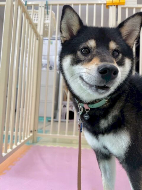 つむぎちゃん🐶
本日はコタローちゃんと最初激しいお話し合いが続きましたが、すぐに打ち解けたようで匂いを嗅ぎ合ったり、挨拶をしたりしてコミュニケーションを取れていました👍

他にもニコペットのちびっ子達や、やん丸や鶴丸達とも匂いを嗅ぎ合ったりできていたので成長を感じました👏

🐾🐶愛犬のお悩みご相談ください🐶🐾
@kenkohmura_official
 ↑フォロー待ってます↑

〒955-0091 新潟県三条市上須頃大割４２８−１
☎︎ 0256-35-2571
✉️ info@kenkohmura.jp
HP: https://kenkohmura.jp
LINE: https://lin.ee/7LIz5sb

#犬幸村#犬の幼稚園 #吠える、噛む #犬のしつけ #トイレ
柴犬柴犬可愛い柴犬大好き柴犬倶楽部柴犬可愛いすぎる