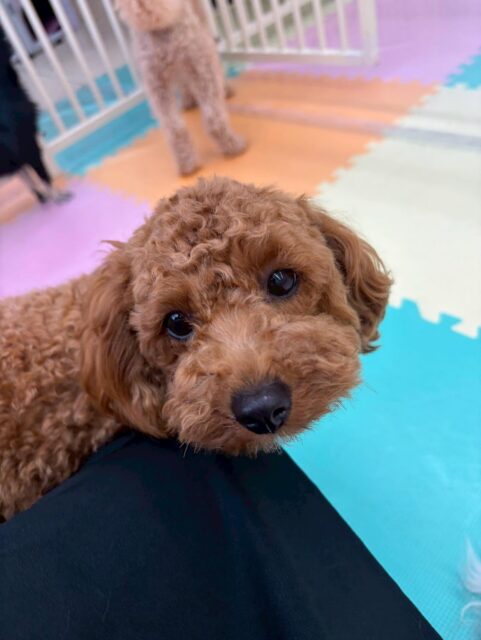 モカちゃん🐶
本日も仲良しのププちゃんやポコちゃん、ぽん太達と遊び回ってだいぶ満足そうな表情で過ごしていました😆

みんなと遊んで疲れたのかたまにスタッフの足元で休んだりしてしっかりと休憩をとりながら遊べていました👍

🐾🐶愛犬のお悩みご相談ください🐶🐾
@kenkohmura_official
 ↑フォロー待ってます↑

〒955-0091 新潟県三条市上須頃大割４２８−１
☎︎ 0256-35-2571
✉️ info@kenkohmura.jp
HP: https://kenkohmura.jp
LINE: https://lin.ee/7LIz5sb

#犬幸村#犬の幼稚園 #吠える、噛む #犬のしつけ #トイレ
トイプートイプー可愛いトイプー大好きトイプー倶楽部トイプー可愛いすぎる