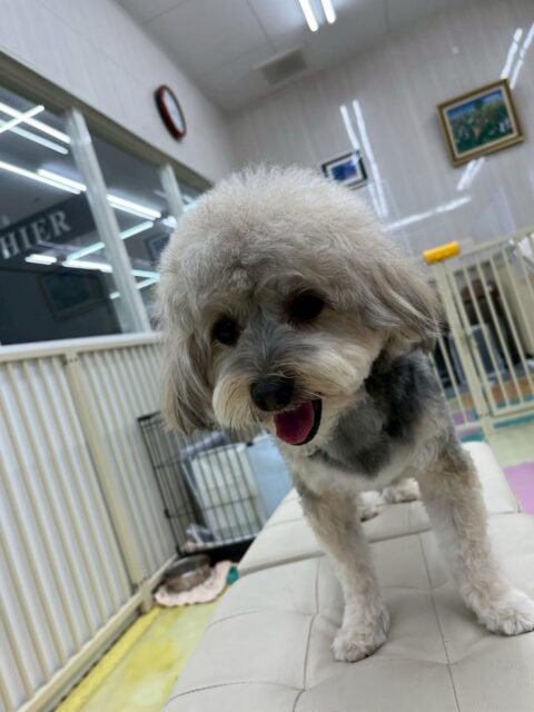 オレオちゃん🐶
本日歯磨きトレーニングを開始して1年10ヶ月が経ちました
歯の状態は変わりなくキープできているのでこのままキープできるように頑張りましょう✊
園内では大好きなベンやぽん太達とワンプロをしたり、乗っかりあったりして過ごしていました😆
🐾🐶愛犬のお悩みご相談ください🐶🐾
@kenkohmura_official
↑フォロー待ってます↑
〒955-0091 新潟県三条市上須頃大割428−1
☎︎ 0256-35-2571
✉️ info@kenkohmura.jp
HP: https://kenkohmura.jp
LINE: https://lin.ee/7LIz5sb
#犬幸村#犬の幼稚園 #吠える、噛む #犬のしつけ #トイレ
ミックスミックス犬ミックス犬可愛いミックス犬大好きミックス犬倶楽部