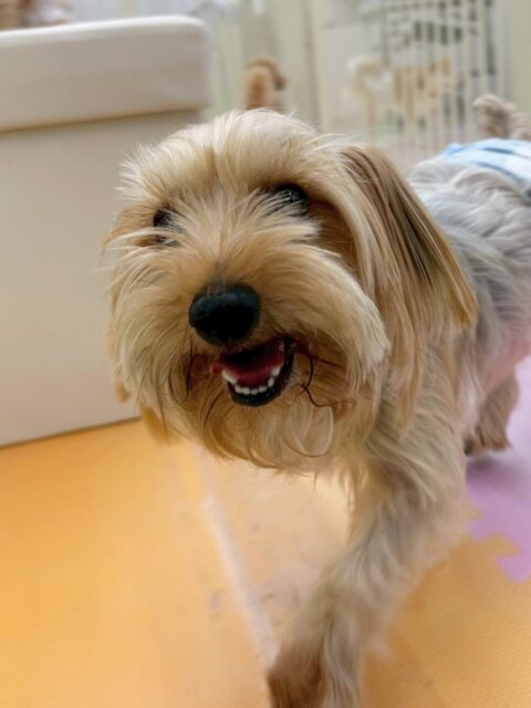 ロンちゃん🐶
今日はバロンちゃんやププちゃん、お店の小さい子達など沢山の子達と遊んでいました😆
バロンちゃんと遊ぶ時は椅子の上に乗って体格差を感じさせない遊びっぷりでとても上手にワンプロしていました👏
🐾🐶愛犬のお悩みご相談ください🐶🐾
@kenkohmura_official
↑フォロー待ってます↑
〒955-0091 新潟県三条市上須頃大割428−1
☎︎ 0256-35-2571
✉️ info@kenkohmura.jp
HP: https://kenkohmura.jp
LINE: https://lin.ee/7LIz5sb
#犬幸村#犬の幼稚園 #吠える、噛む #犬のしつけ #トイレ
ヨークシャーテリア ヨーキー ヨーキーだいすき