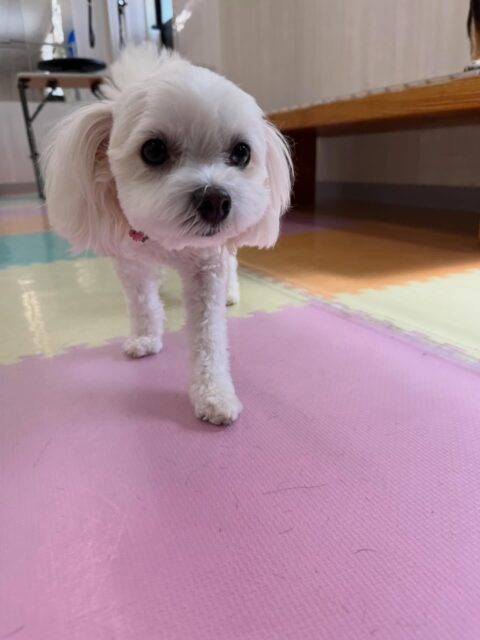むくちゃん🐶
本日は朝からベンに好かれて追いかけられたり、ビビちゃんとちょっかいの出し合いをしたりして過ごしていました🤭

大好きなやん丸がいないので少し寂しそうでしたが、マルちゃんやビビちゃん達と楽しそうに過ごしていました👍

🐾🐶愛犬のお悩みご相談ください🐶🐾
@kenkohmura_official
 ↑フォロー待ってます↑

〒955-0091 新潟県三条市上須頃大割４２８−１
☎︎ 0256-35-2571
✉️ info@kenkohmura.jp
HP: https://kenkohmura.jp
LINE: https://lin.ee/7LIz5sb

#犬幸村#犬の幼稚園 #吠える、噛む #犬のしつけ #トイレ
ミックスミックス犬ミックス犬可愛いミックス犬倶楽部