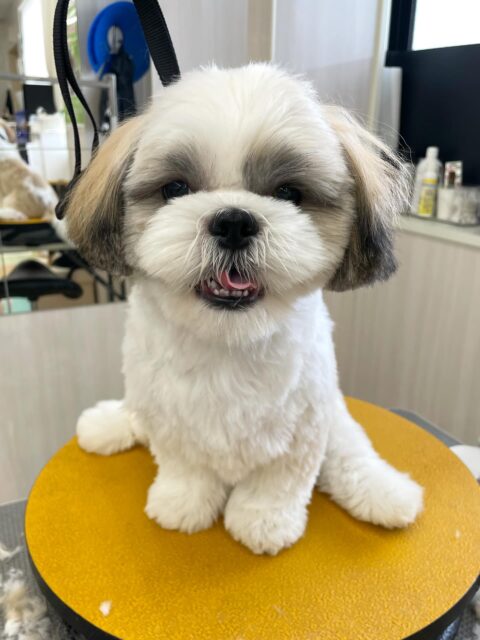 マルちゃん🐶
今日はぽん太ちゃんやカノアちゃんと遊べてとても楽しそうでした😆
お手入れやカットでは「まだ遊びたいー!」と伝えてくることもありますがいい子に作業できる時間が長くなってきたように感じます✨
この調子でゆっくり慣らしていきましょう👏
🐾🐶愛犬のお悩みご相談ください🐶🐾
@kenkohmura_official
↑フォロー待ってます↑
〒955-0091 新潟県三条市上須頃大割428−1
☎︎ 0256-35-2571
✉️ info@kenkohmura.jp
HP: https://kenkohmura.jp
LINE: https://lin.ee/7LIz5sb
#犬幸村#犬の幼稚園 #吠える、噛む #犬のしつけ #トイレ
シーズー しーずー シーズーだいすき
