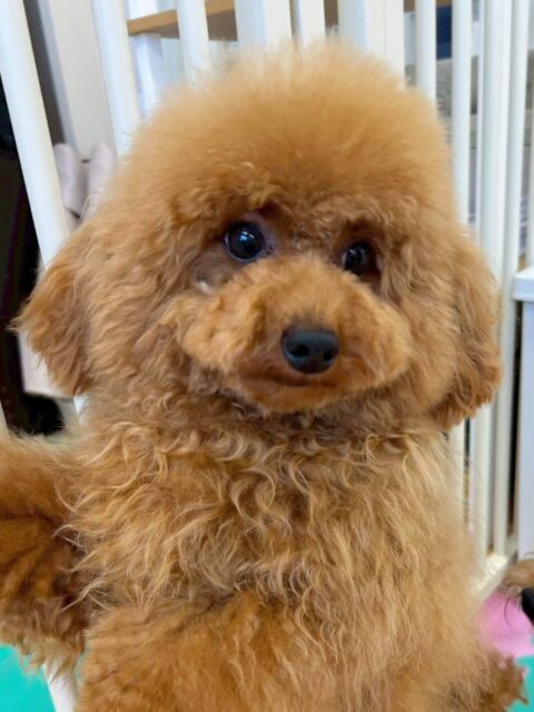 ププちゃん🐶
今日はロンちゃんに「遊ぼうよー!」と誘われていました😆
少し戸惑いつつも満更でもなさそうな顔をしていて可愛かったです🥰
🐾🐶愛犬のお悩みご相談ください🐶🐾
@kenkohmura_official
↑フォロー待ってます↑
〒955-0091 新潟県三条市上須頃大割428−1
☎︎ 0256-35-2571
✉️ info@kenkohmura.jp
HP: https://kenkohmura.jp
LINE: https://lin.ee/7LIz5sb
#犬幸村#犬の幼稚園 #吠える、噛む #犬のしつけ #トイレ
トイプードル トイプー といぷー