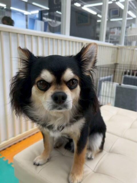ゴロー丸ちゃん🐶
本日園内では、むくちゃんやまろちゃん達の後ろを追いかけたり、匂いを嗅いだり、挨拶をして回ったりして過ごしていました🤭

🐾🐶愛犬のお悩みご相談ください🐶🐾
@kenkohmura_official
 ↑フォロー待ってます↑

〒955-0091 新潟県三条市上須頃大割４２８−１
☎︎ 0256-35-2571
✉️ info@kenkohmura.jp
HP: https://kenkohmura.jp
LINE: https://lin.ee/7LIz5sb

#犬幸村#犬の幼稚園 #吠える、噛む #犬のしつけ #トイレ
チワワチワワ可愛いチワワ大好きチワワ倶楽部