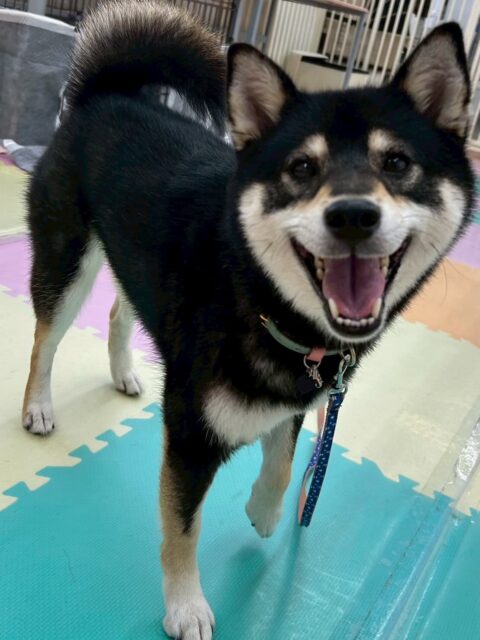 つむぎちゃん🐶
大好きなニコペットにいるチワワちゃんと走ったり、ボストンテリアちゃんと挨拶したりしていました🙌
寅丸ちゃんと激しくおしゃべりしていました!
🐾🐶愛犬のお悩みご相談ください🐶🐾
@kenkohmura_official
↑フォロー待ってます↑
〒955-0091 新潟県三条市上須頃大割428−1
☎︎ 0256-35-2571
✉️ info@kenkohmura.jp
HP: https://kenkohmura.jp
LINE: https://lin.ee/7LIz5sb
#犬幸村#犬の幼稚園 #吠える噛む #犬のしつけ #トイレ
黒柴 黒柴大好き 黒柴可愛い