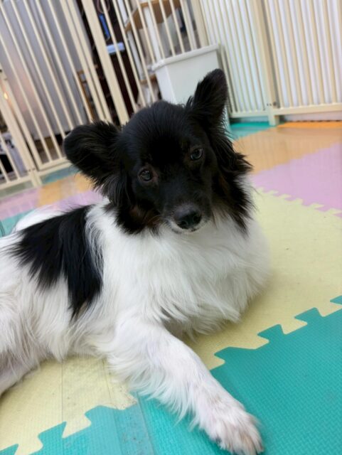 リラちゃん🐶
本日は大好きなマロンちゃんと午前中たくさん遊んで午後からは二頭で並んで眠っていました😍

1日中並んで歩き回ったり、歯磨きもどちらかを呼ぶと必ずついてきてくれるので非常に可愛い２人組でした👍

🐾🐶愛犬のお悩みご相談ください🐶🐾
@kenkohmura_official
 ↑フォロー待ってます↑

〒955-0091 新潟県三条市上須頃大割４２８−１
☎︎ 0256-35-2571
✉️ info@kenkohmura.jp
HP: https://kenkohmura.jp
LINE: https://lin.ee/7LIz5sb

#犬幸村#犬の幼稚園 #吠える、噛む #犬のしつけ #トイレ
ミックスミックス犬ミックス犬可愛いミックス犬大好きミックス犬倶楽部