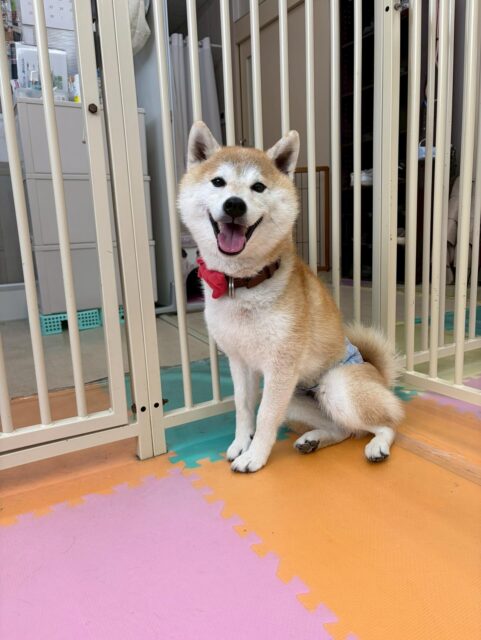 まめちゃん🐶
本日は仲良しの大吉ちゃんとすけちゃんと激しいお話をしたり、匂いを嗅ぎたすぎて危うく後ろ蹴りされそうになっていました🤣

🐾🐶愛犬のお悩みご相談ください🐶🐾
@kenkohmura_official
 ↑フォロー待ってます↑

〒955-0091 新潟県三条市上須頃大割４２８−１
☎︎ 0256-35-2571
✉️ info@kenkohmura.jp
HP: https://kenkohmura.jp
LINE: https://lin.ee/7LIz5sb

#犬幸村#犬の幼稚園 #吠える、噛む #犬のしつけ #トイレ
柴犬柴犬可愛い柴犬大好き柴犬倶楽部柴犬可愛いすぎる
